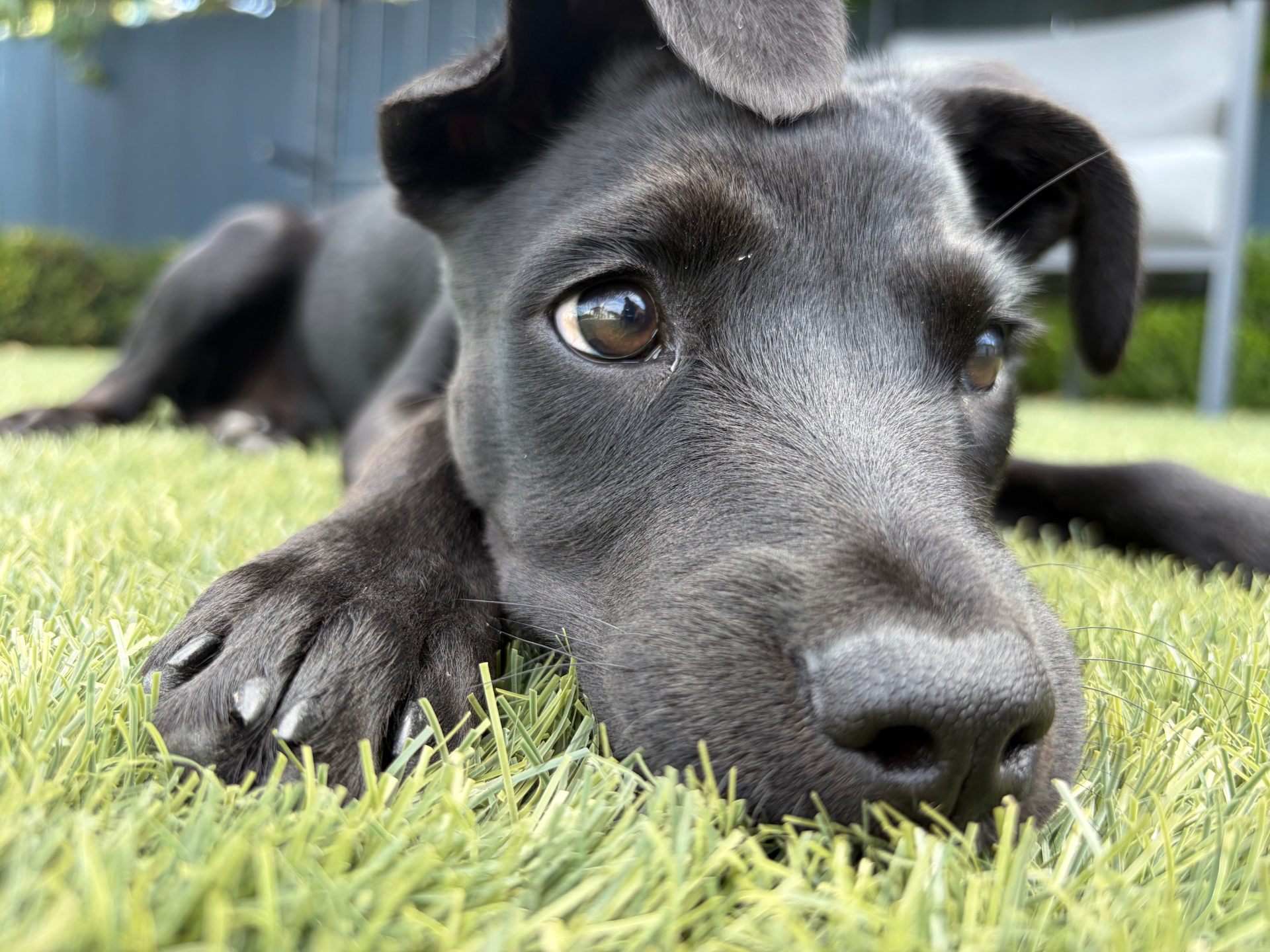 Close-up portrait of Indiana, a black puppy, resting her chin in the grass